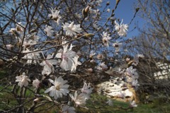 シデコブシ、アップで撮る