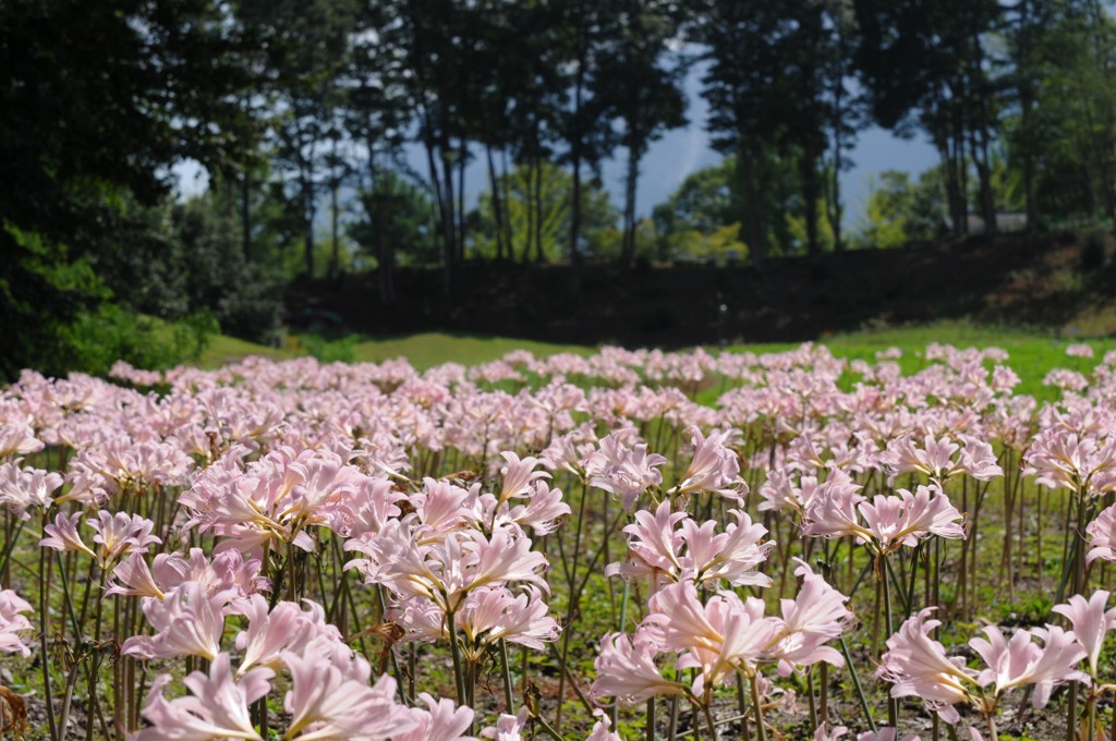 ナツズイセン、暑い