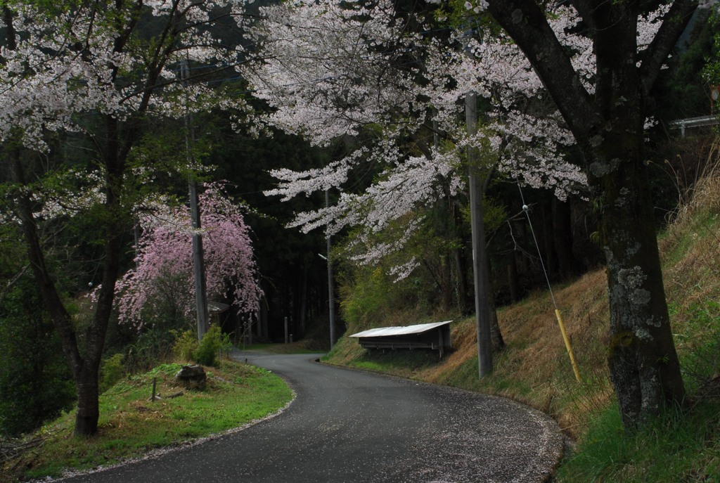 桜、山道に咲いて