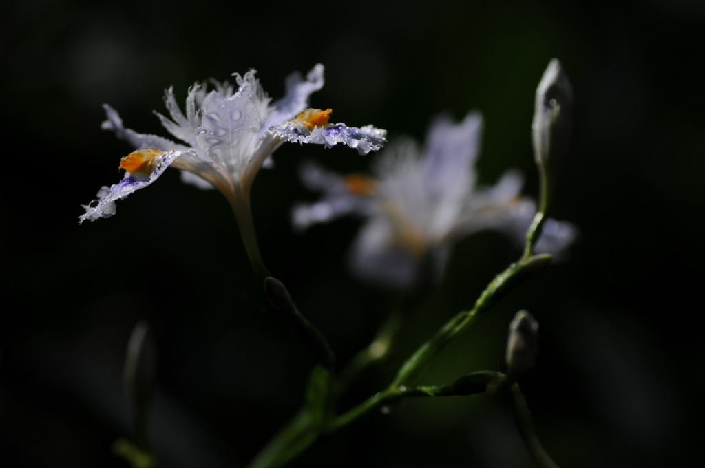 雨に濡れて、シャガ