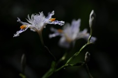 雨に濡れて、シャガ