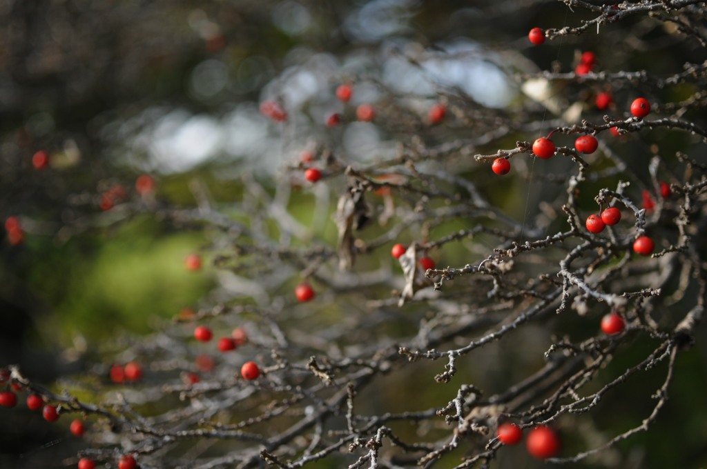 サンゴみたいな実