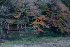 向こう岸の紅葉