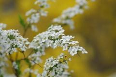 ユキヤナギ、黄金バックで