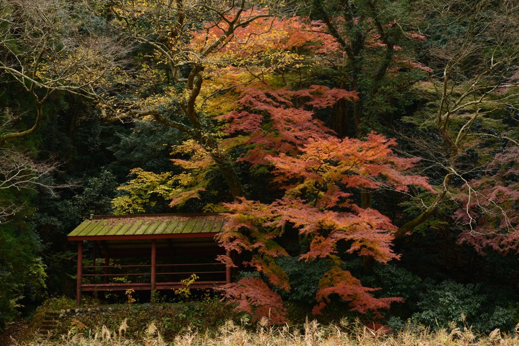 向こう岸の紅葉