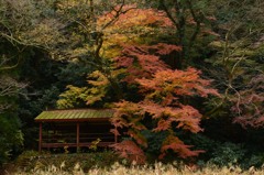 向こう岸の紅葉