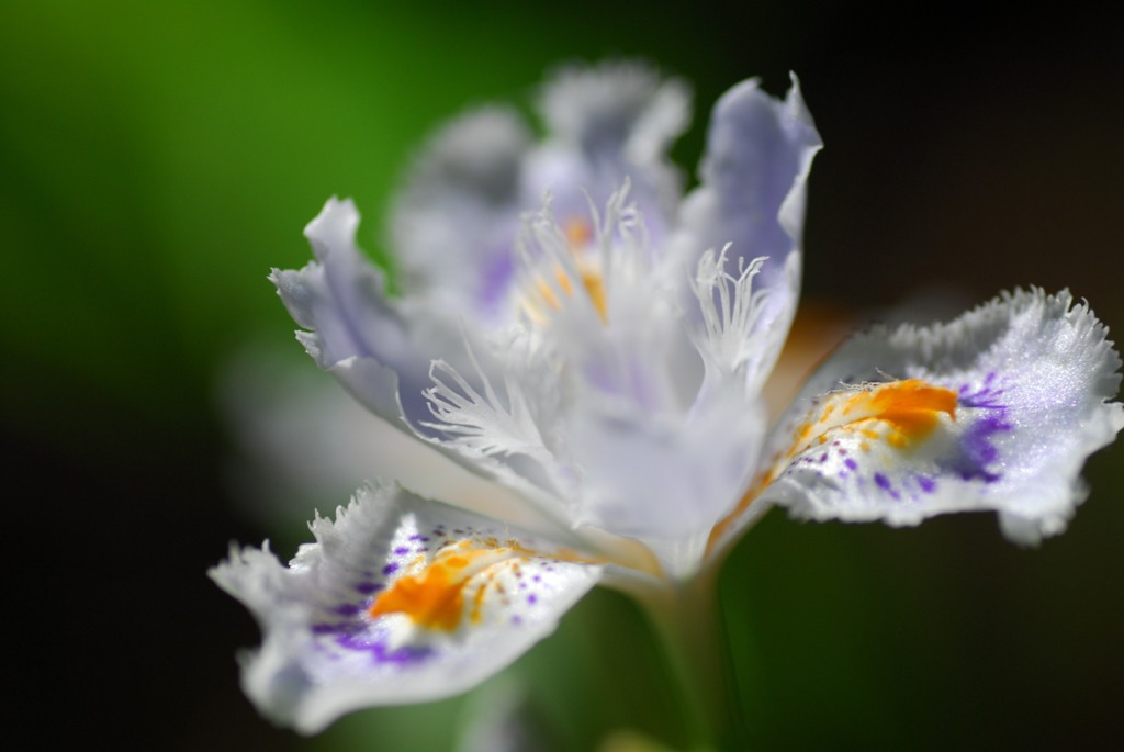 シャガ、誰のデザインだろう