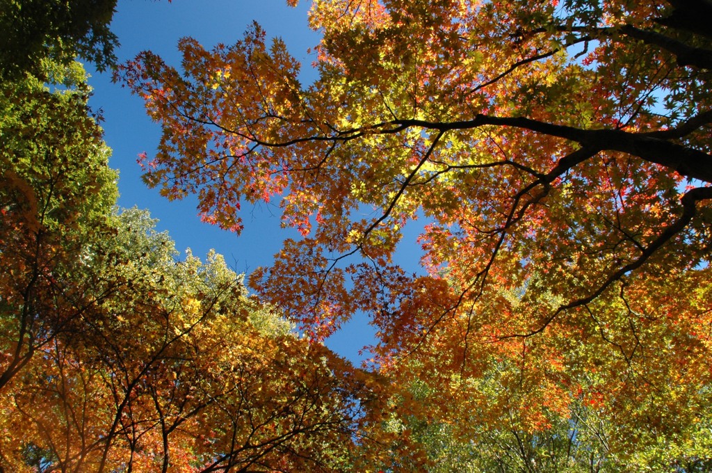 縦横どっちでも、紅葉