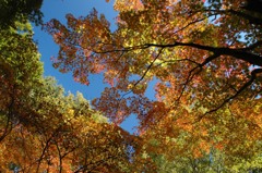 縦横どっちでも、紅葉