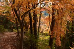 紅葉のカーテン