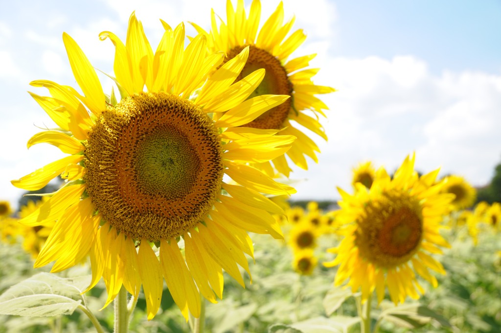 暑い、とにかく暑い
