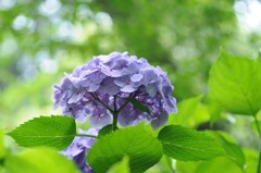 あじさい、まぶしい