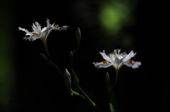 シャガ、輝いて