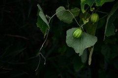 青いカラスウリ