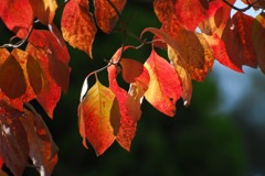 花水木、透かして紅葉