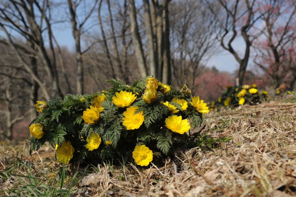 福寿草、まだ寒い