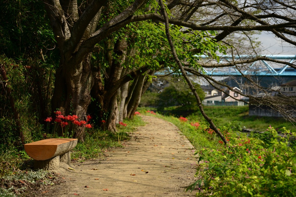 遊歩道できて、ベンチ