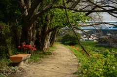 遊歩道できて、ベンチ