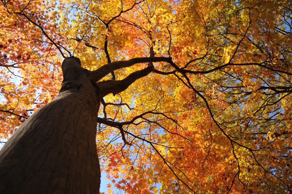 オオモミジ、背伸びして紅葉