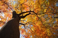 オオモミジ、背伸びして紅葉