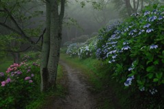 霧と紫陽花