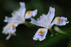 シャガ、衣替え