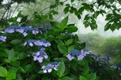 霧とアジサイ