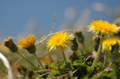 初めて撮ったタンポポ