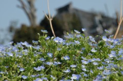 オオイヌノフグリ、こんなに一杯咲いて