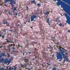 桜、いっぱい枝垂れて