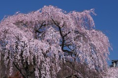 東昌寺の枝垂桜