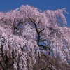 東昌寺の枝垂桜