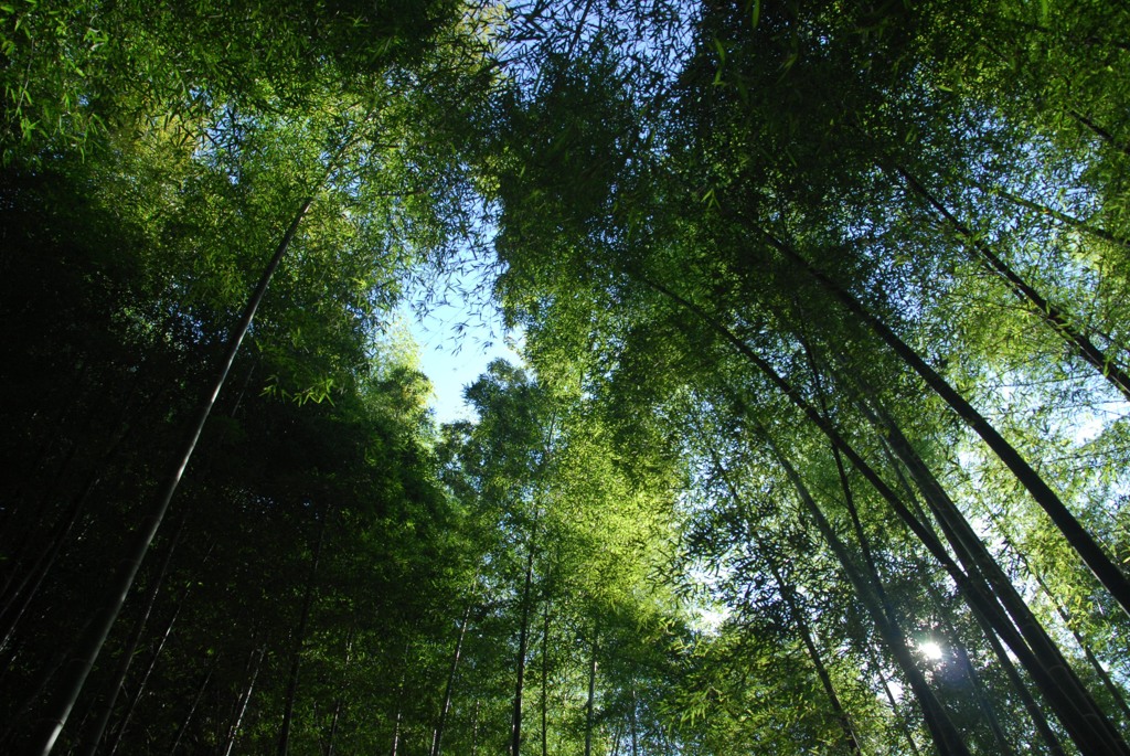 竹林、みな背が高くて
