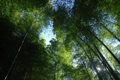 竹林、みな背が高くて