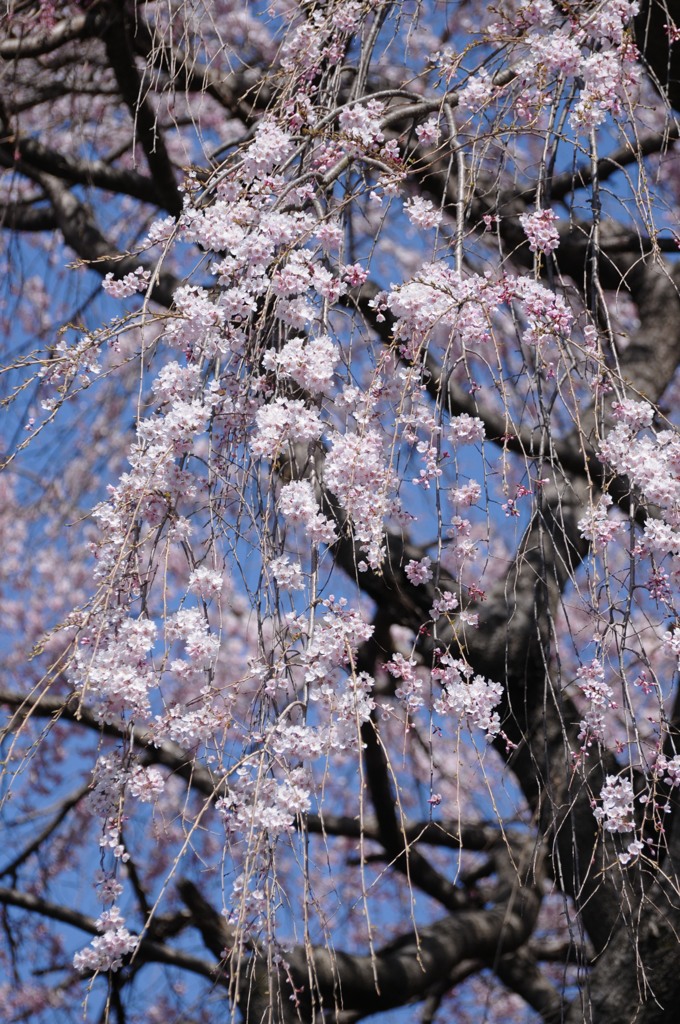 枝垂桜、遅く咲いて
