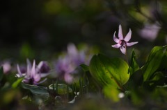 高西寺のカタクリ