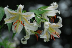 ヤマユリ、ひっそりと咲いて