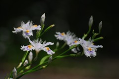 著莪、揃っている