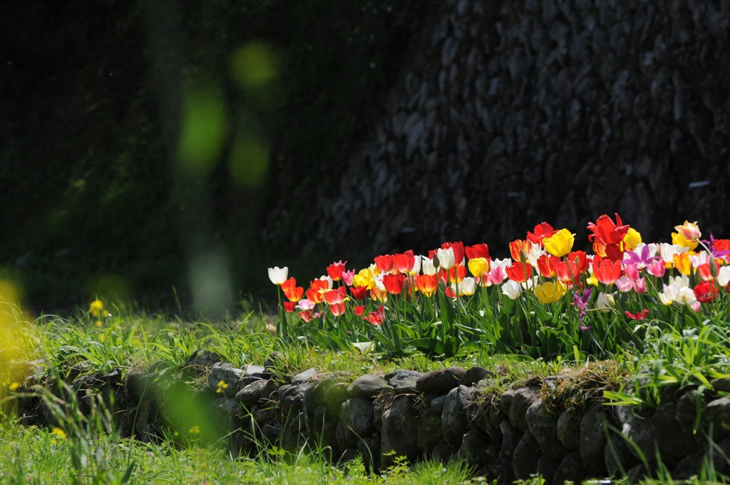 チューリップ、みんな並んで