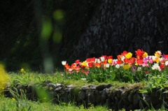 チューリップ、みんな並んで