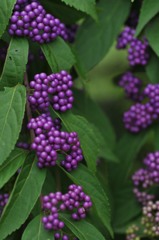 コムラサキシキブ、紫色だ