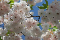 八重桜、美味しそう