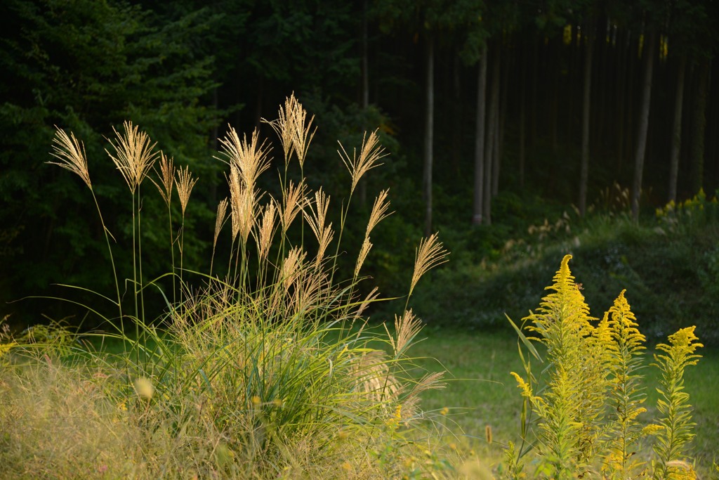 ススキとセイタカアワダチソウ