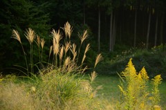 ススキとセイタカアワダチソウ
