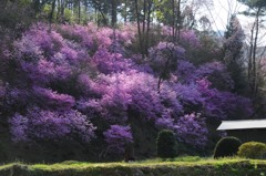 ミツバツツジ、太陽光に輝いて