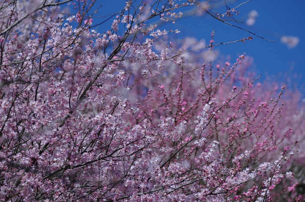 啓翁桜、元気に