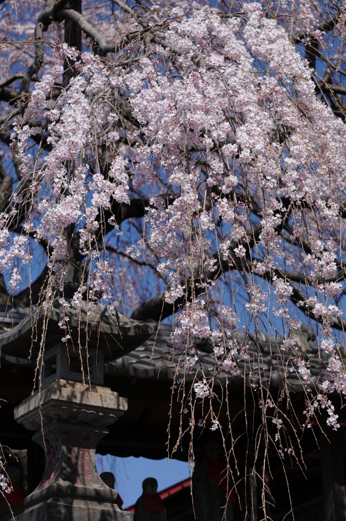 東昌寺の枝垂桜