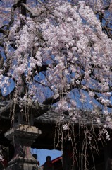 東昌寺の枝垂桜