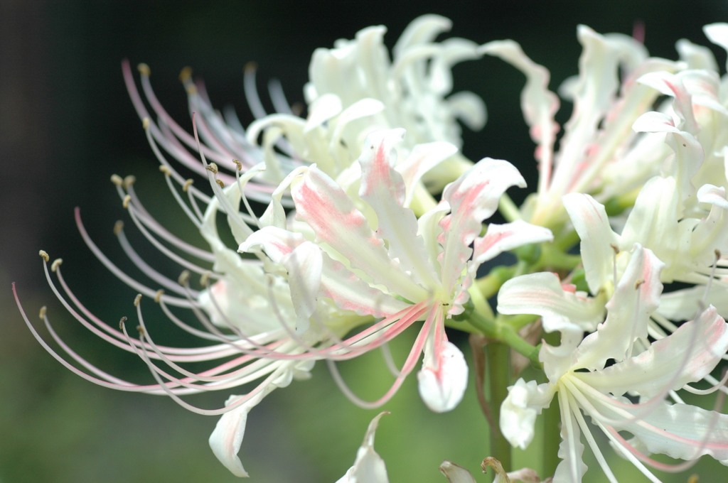 初めて見た、白い彼岸花