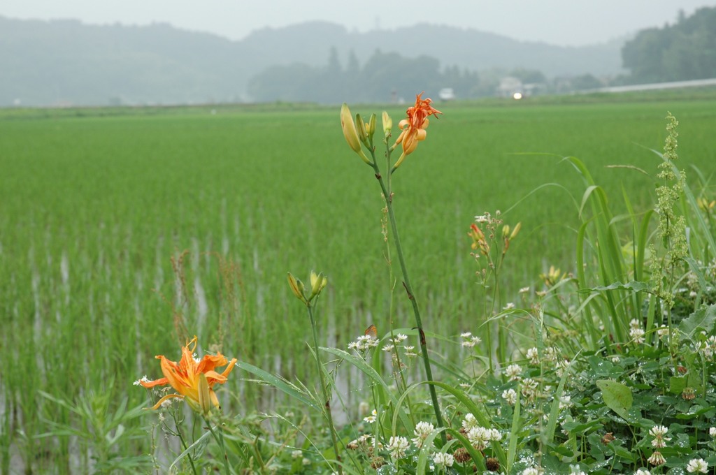ヤブカンゾウ、田んぼが合う
